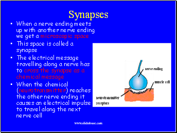 Synapses