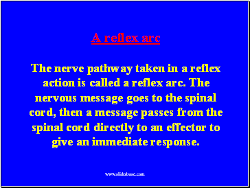A reflex arc The nerve pathway taken in a reflex action is called a reflex arc. The nervous message goes to the spinal cord, then a message passes from the spinal cord directly to an effector to give an immediate response.
