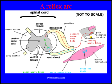 A reflex arc