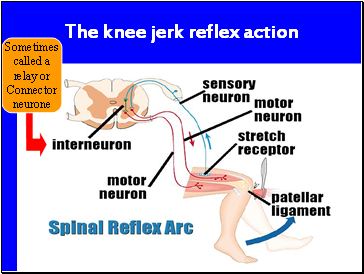 The knee jerk reflex action