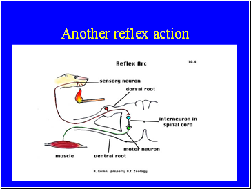 Another reflex action