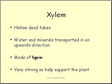 Xylem