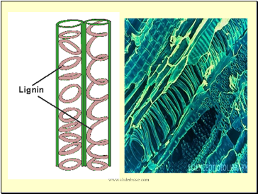 Xylem