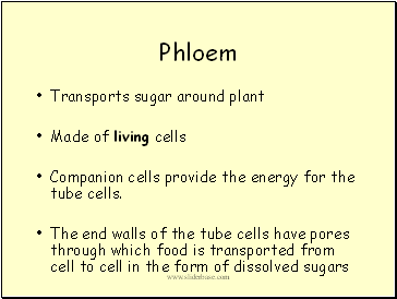 Phloem