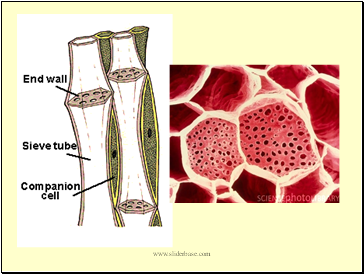 Phloem