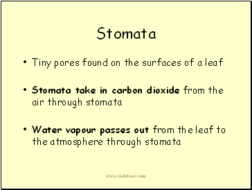Stomata