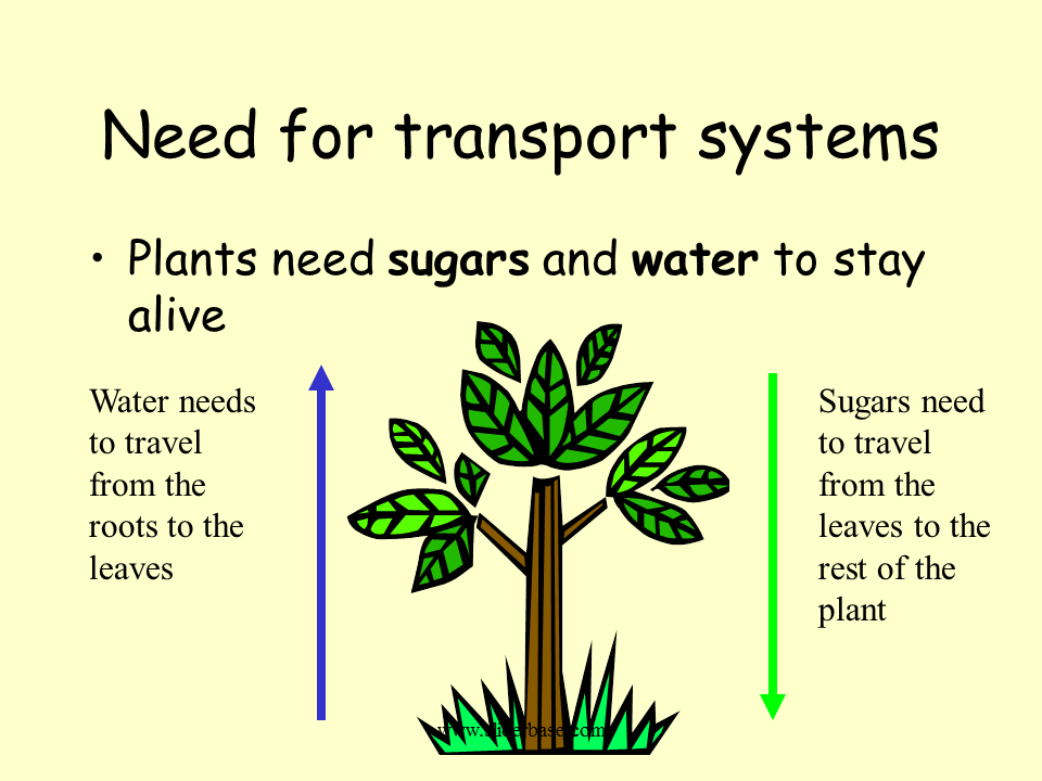 Transport in Plants. Transport System in Plant. Substance transport in Plants. Transportation in Plants.