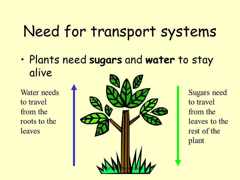 Plant в прошедшем