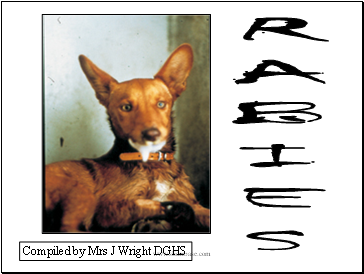 Virus -Rabies