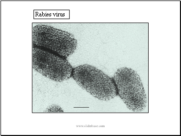 Rabies virus