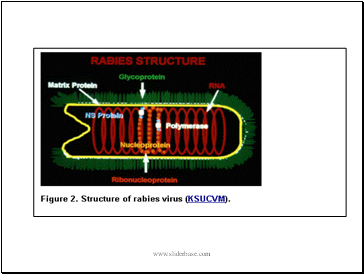 Rabies virus