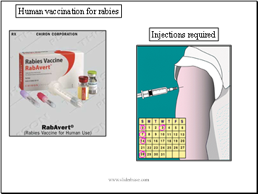 Human vaccination for rabies