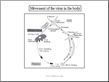 Movement of the virus in the body