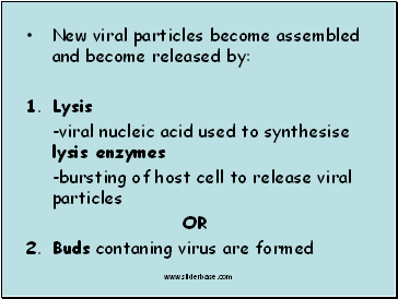New viral particles become assembled and become released by: