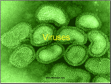 Viruses