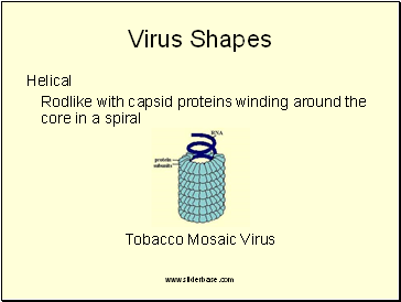 Virus Shapes