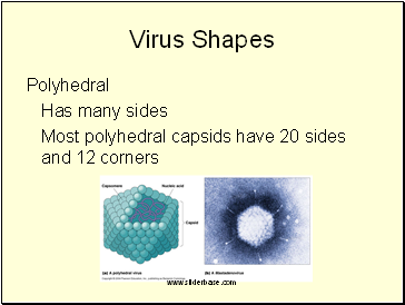 Virus Shapes