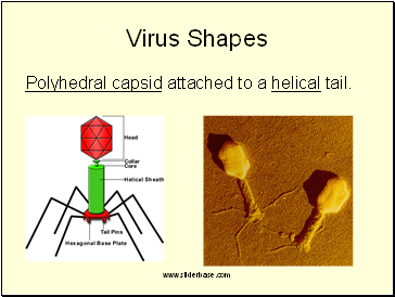 Virus Shapes