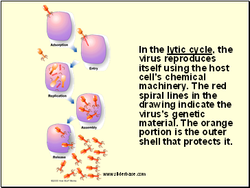 In the lytic cycle, the virus reproduces itself using the host cell's chemical machinery. The red spiral lines in the drawing indicate the virus's genetic material. The orange portion is the outer shell that protects it.