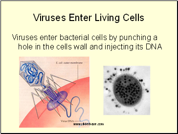 Viruses Enter Living Cells