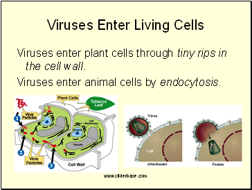 Viruses Enter Living Cells