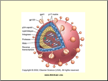 Viruses and HIV