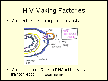 Virus enters cell through endocytosis