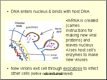 DNA enters nucleus & binds with host DNA