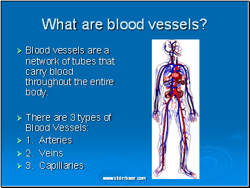 What are blood vessels?