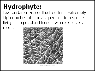 Hydrophyte