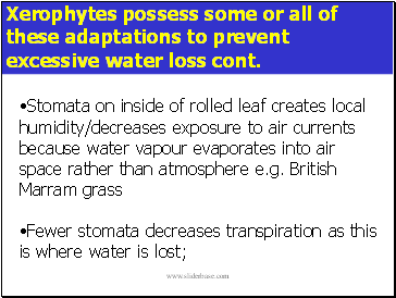 Xerophytes possess some or all of these adaptations to prevent excessive water loss cont.