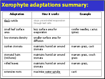 Xerophyte adaptations summary: