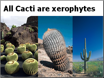 All Cacti are xerophytes