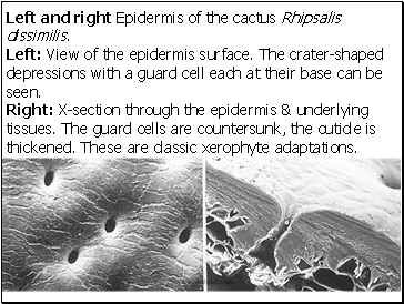Left and right Epidermis of the cactus Rhipsalis dissimilis.
