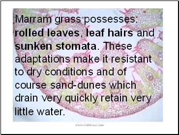 Marram grass possesses: rolled leaves, leaf hairs and sunken stomata. These adaptations make it resistant to dry conditions and of course sand-dunes which drain very quickly retain very little water.