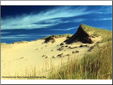 Marram Grass