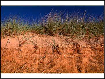 Marram Grass