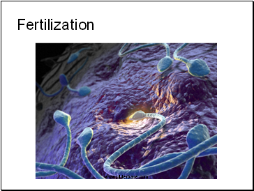 Fertilization