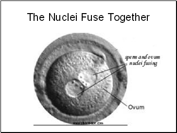 The Nuclei Fuse Together