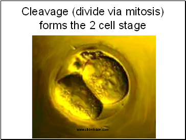 Cleavage (divide via mitosis) forms the 2 cell stage