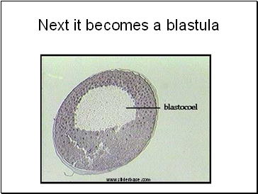 Next it becomes a blastula