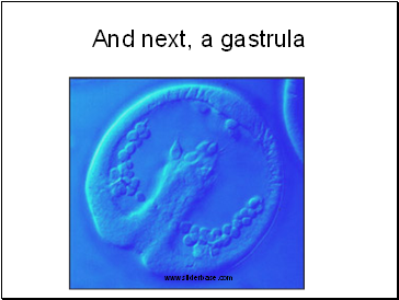And next, a gastrula