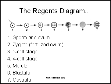 The Regents Diagram…