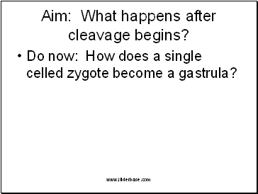 Aim: What happens after cleavage begins?