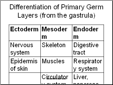 Differentiation of Primary Germ Layers (from the gastrula)