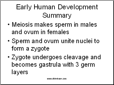 Early Human Development Summary