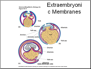 Extraembryonic Membranes