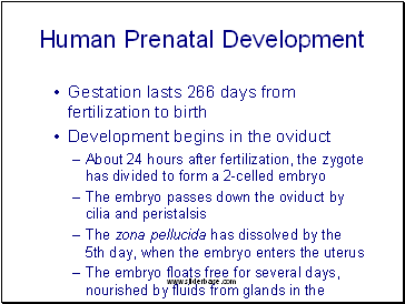 Human Prenatal Development