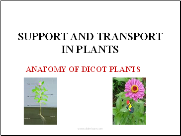 SUPPORT AND TRANSPORT IN PLANTS