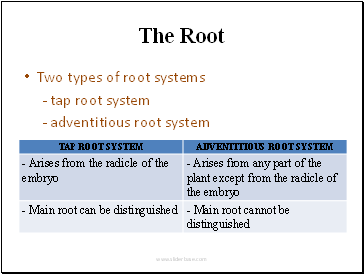 The Root